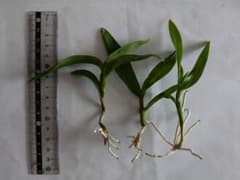 デンドロビウム 珍しいオレンジ色 高芽3本 ②のサムネイル