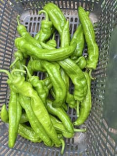 長野県産 微辛中辛の青唐辛子 福耳牛角椒2.5kg - メルカリ