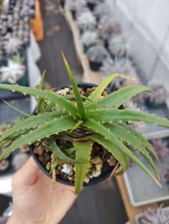 Dyckia pottiorum green　ディッキアのサムネイル