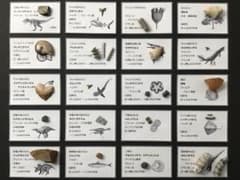 化石 20種 セット [ZG11] 三葉虫 トリケラトプス ティラノサウルス