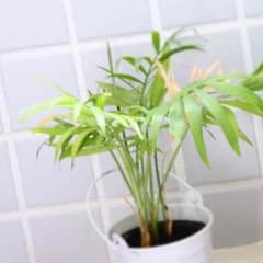 はむなし様 専用ページのサムネイル