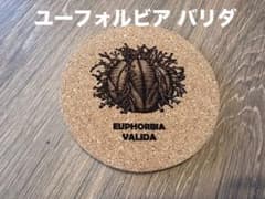 ユーフォルビア バリダ コルクコースターのサムネイル