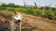 確認のサムネイル