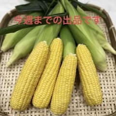 とうもろこし　プレミアム味来　2kg 4〜5本のサムネイル