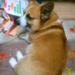 LEEL さませんようのサムネイル
