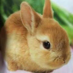 らんちゃんさま専用のサムネイル