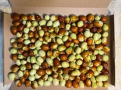 02　信州八ヶ岳高原の生なつめ　750ｇのサムネイル