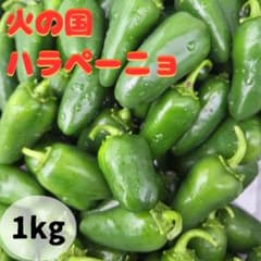 朝採れ ハラペーニョ 1kg 農薬不使用・有機種子使用 熊本産のサムネイル