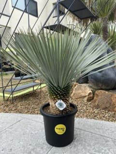 ユッカロストラータver.ロスト　1 ユッカロストラータver.ロスト 1 - メルカリ