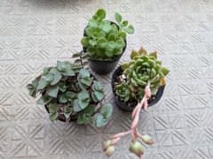 多肉植物　まとめ売り　オリビア　アロマティカス　カリシア　抜き苗発送のサムネイル