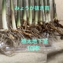 みょうが　自生　抜き苗　極太地下茎　増やして楽しむ　10本のサムネイル