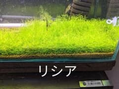 リシア20㌘程度のサムネイル