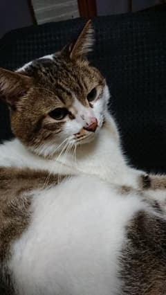 すみっコぐらし 連絡帳のサムネイル
