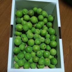 青梅　１㎏　梅　谷沢梅　梅干し　無農薬　お値下げしました！のサムネイル