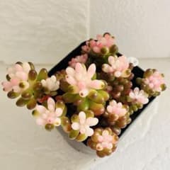 28.【鉢ごと 現品】セダム『ベリー錦』多肉植物 根つき 土半分くらい