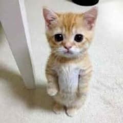 返金用 cat&apple様のサムネイル
