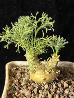 k*u様 HH37 モンソニア ペニクリナム 塊根植物 実生株のサムネイル