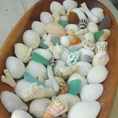 貝殻☆珊瑚☆シーグラスセットのサムネイル