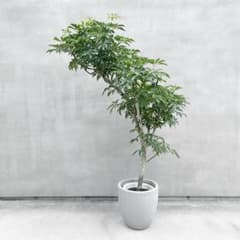 観葉植物 シェフレラ 185cm・10号 観葉植物 シェフレラ 185cm・10号 - メルカリ