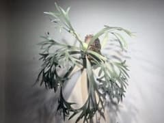 E-1 P.bifurucatum white ビフルカツムホワイト 親株販売 - メルカリ