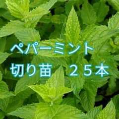 ペパーミント☆切り苗　２５本のサムネイル