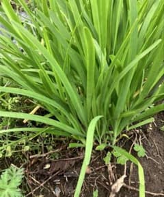 ニラ苗 無農薬　家庭菜園のサムネイル