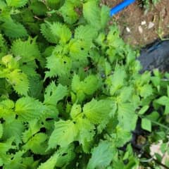 新鮮 大葉（おおば） 緑のサムネイル