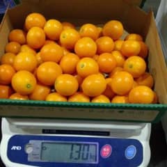 タマタマでお馴染み宮崎金柑のサムネイル