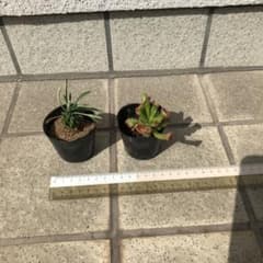 多肉植物　峨眉山のサムネイル