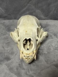 熊　ツキノワグマ　頭蓋骨　標本　魔除け 熊 ツキノワグマ 頭蓋骨 標本 魔除け - メルカリ