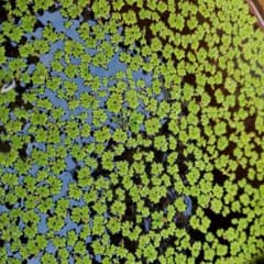 浮き草 水草 観賞用のサムネイル
