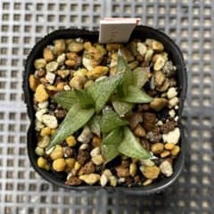 多肉植物 ハオルチア テッセラータ 抜き苗のサムネイル