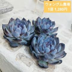 ウォングム農場◎ジェムストーン◎多肉植物 カット苗 輸入苗 エケベリア等 メルカリ - 日本最大のフリマサービス