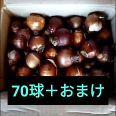 ニホンスイセン 球根 70球＋おまけ付きのサムネイル
