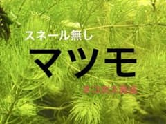 マツモのサムネイル
