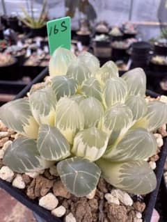16S 多肉植物 ハオルチア カナリア錦糊斑 自家繁殖 鉢植え発送 - メルカリ