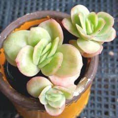 ☆アイスラブリーローズ錦⑩☆抜き苗☆エケベリア☆多肉☆多肉植物