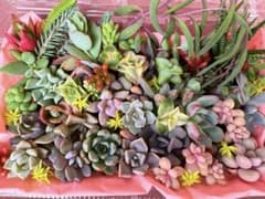多肉植物　カット苗　詰め合わせのサムネイル