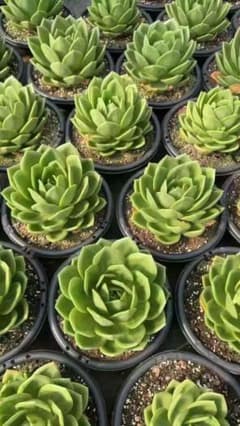 Top【選抜株】多肉植物　25772ベリー　10個　鉢無し/脱土 Top【選抜株】多肉植物 鉢無し/脱土 4個 265210グリーンフラワー エケベリア・セダム