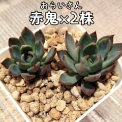 おらいさん】赤鬼 抜き苗2苗【ミックスベリア】 - メルカリ