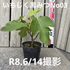 いちじく黒みつNo03 2年生苗 - メルカリ