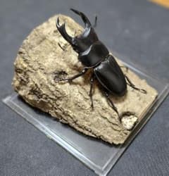 m82005707807_1.jpg?1754404357