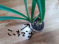 アマリリスの球根 未開花球のサムネイル