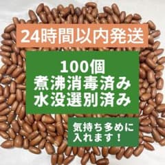 【煮沸消毒済み・水没選別済み】ドングリ どんぐり マテバシイ 100個のサムネイル