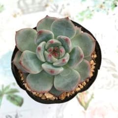 多肉　ラウリンゼ×ざわわ　エケベリア　抜き苗のサムネイル