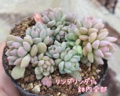 リンダリンダ 14 　もっとピンクになります♡お楽しみオマケ付き♡のサムネイル