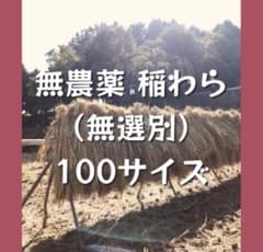 無農薬 稲わら  ゆうパック100サイズのサムネイル