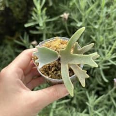 P. willinckii 'Jenny' TC 4508 - メルカリ