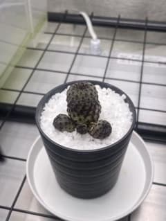 スルコレブチア ラウシー 実生のサムネイル