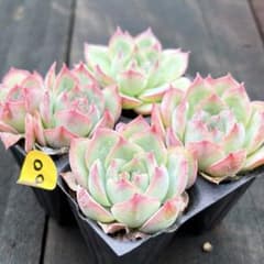 男*屋様 BR1019　粉月影　6株　抜き苗　多肉植物 エケベリア NEW❗️100多肉植物 エケベリア 粉月影 抜き苗 寄せ植え 4苗セット